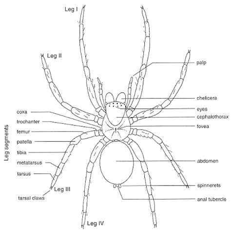 Spider Anatomy Diagram