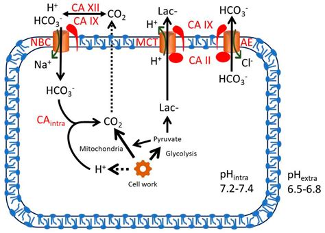 Carbonic Anhydrase Co2 Pathway