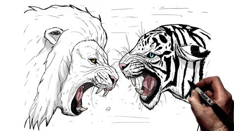 Tiger Vs Lion Drawing