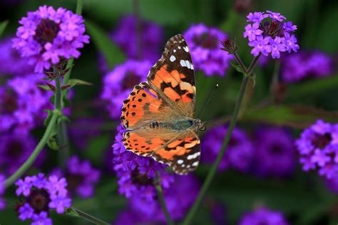 Mainau, colors and colors - Cavallazzi