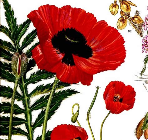 Oriental Poppy Rose of Jerico Flowers Middle East Botanical Exotica 1969 Large Vintage ...