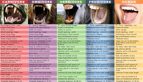 Carnivore Herbivore Omnivore Teeth