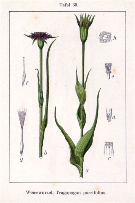 Salsify - The Best Plant to Use as Remedy - How To Prepare