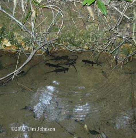 FACTS ABOUT AXOLOTL, THE MEXICAN SALAMANDER | HubPages