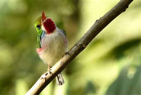 Cuba – Endemic Birds