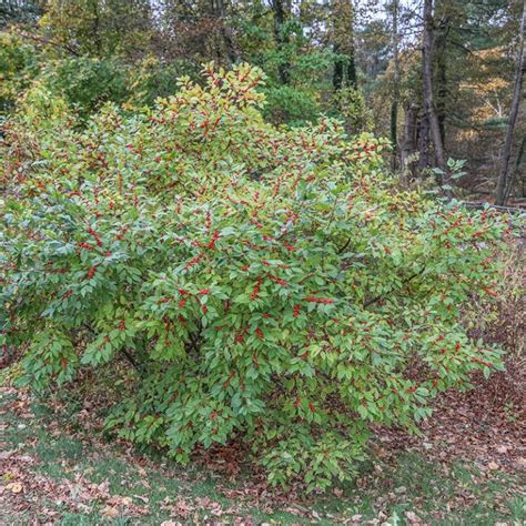 Winterberry (Ilex verticillata) - Garden Tutor