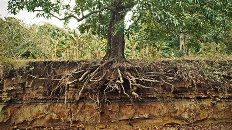 3 Types of Tree Root Systems - A Plus Tree