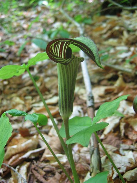 Pin by Rebecca Fortune on Mid-Life Adventurer | Plants, Jack in the pulpit, Witch garden