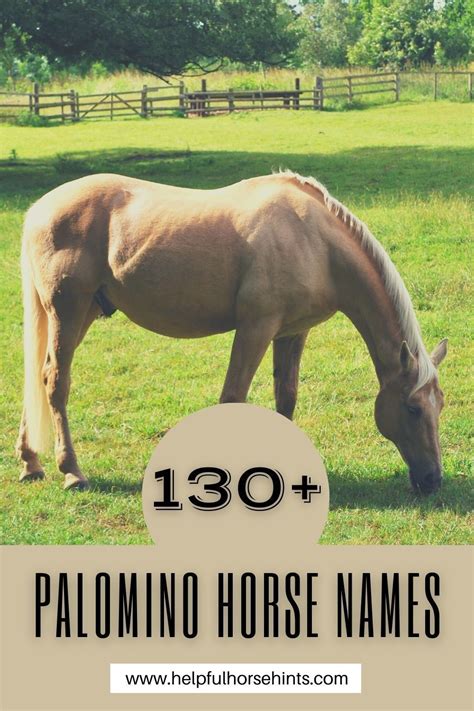 130+ Palomino Horse Names | Palomino horse, Horse names, Palomino