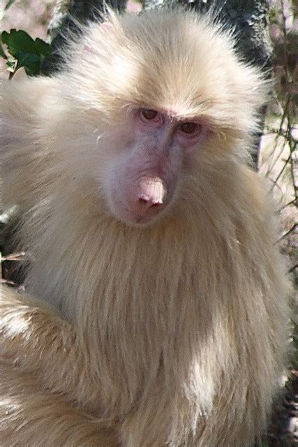 All Albino Animals: Albino Baboon | White Baboon.