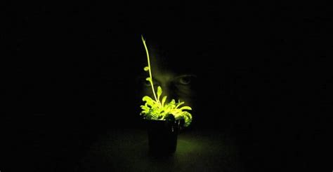 Whatever Happened to the Glowing Plant Kickstarter? - The Atlantic