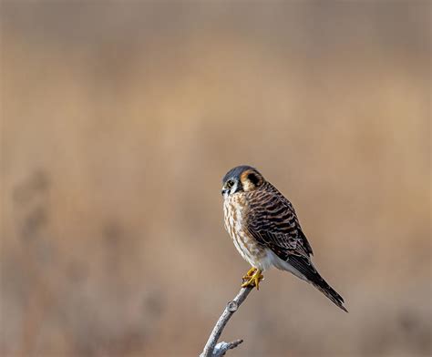 American Kestrel Falcon Photograph by Steven Haddix - Fine Art America