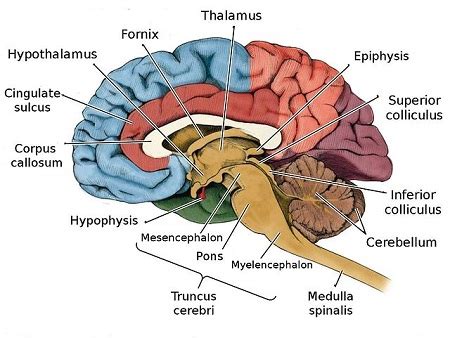 Lateral Ventricle Corpus Callosum