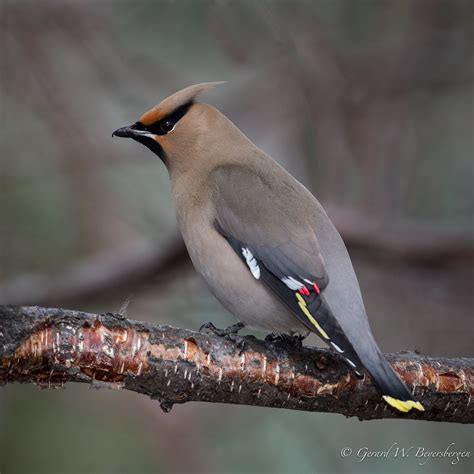 Bohemian Waxwing | Bohemian Waxwing (Bombycilla garrulus) re… | Flickr