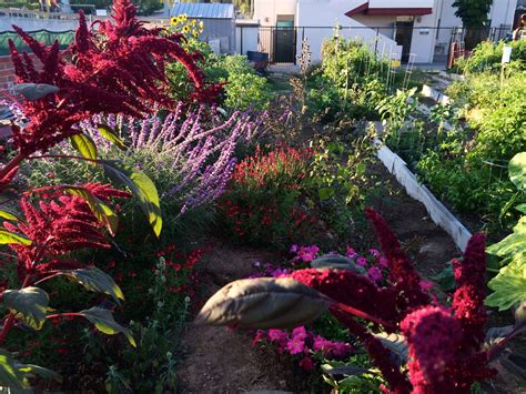 Monarch Butterfly Habitat - Grace Community Garden