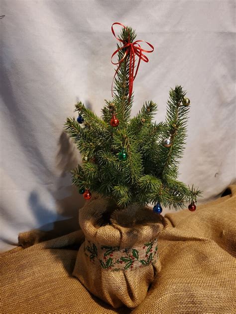 Live Blue Spruce Decorated Christmas Tree in Gallon Nursery - Etsy