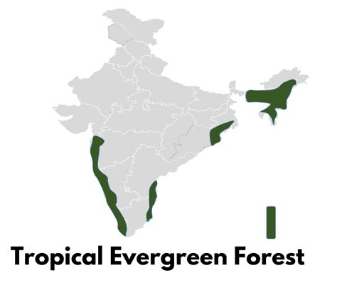 Characteristics of Tropical Evergreen Forests Archives - civilspedia.com