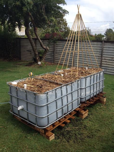 A raised wicking garden bed created from a reclaimed 1200 ltr IBC and waste timber pallets ...