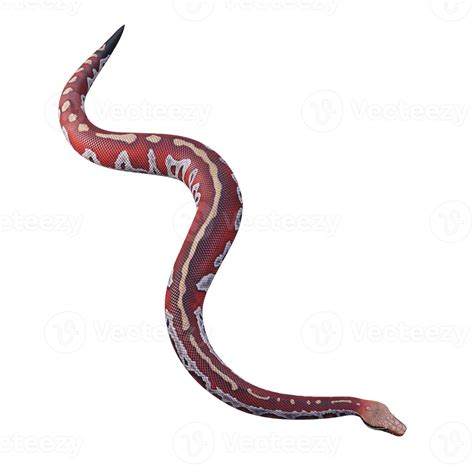 Blood python 3D illustration 11890189 Stock Photo at Vecteezy