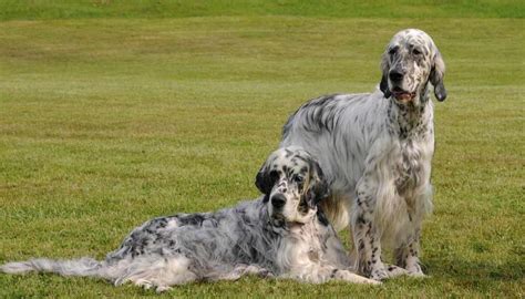 English Setter - Dog Breed Standards