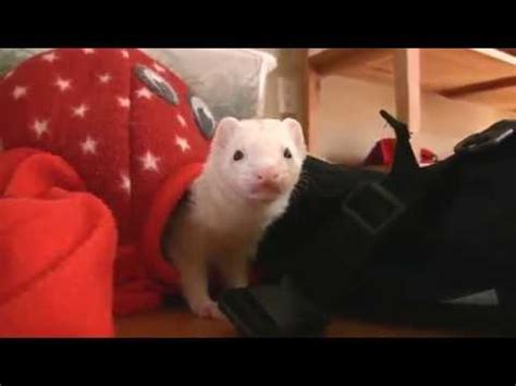 Ferret care- ferret care for beginners. - YouTube