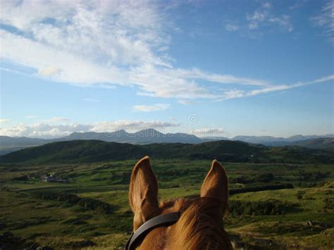 Through the Horses Ears Horse Riding in Cumbria Stock Photo - Image of ...