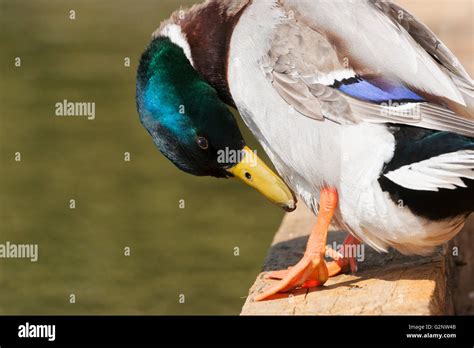 Mallard ducks - a familiar sight in the UK Stock Photo - Alamy