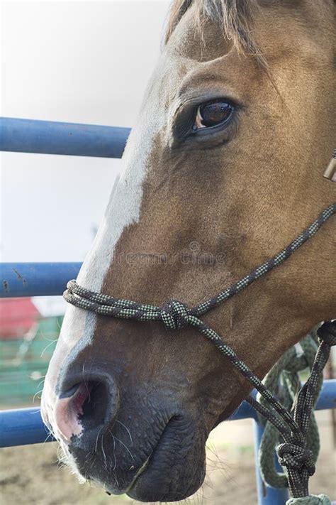 Side profile of Horse stock image. Image of horses, farm - 49612447