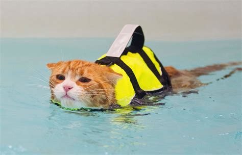 Cat Swimming . : aww