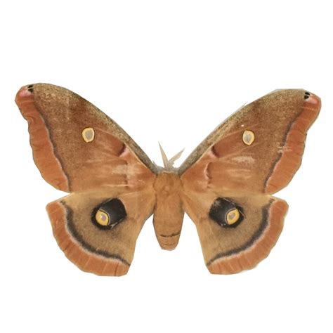 - polyphemus moth Cocoon - with no habitat #Antheraea polyphemus-live with no habitat