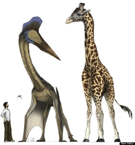 Pterosaur 'Runways' Enabled Huge Prehistoric Flying Animal To Get Airborne, Study Suggests ...