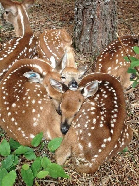 Pin by Gail on Deer | Cute animals, Baby animals, Animals wild