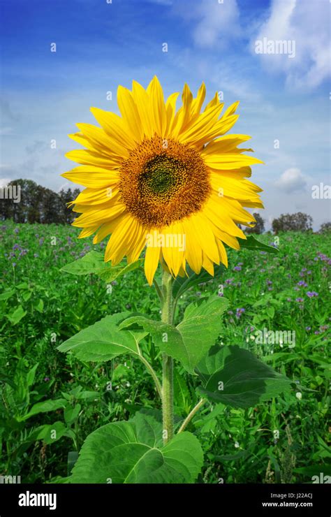 Single beautiful sunflower Stock Photo - Alamy