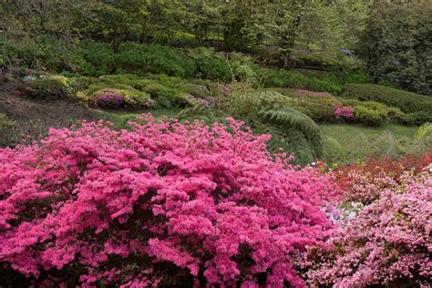 Rhododendron Blooming in Dandenong Ranges Botanic Garden, Victoria 2024 - Rove.me