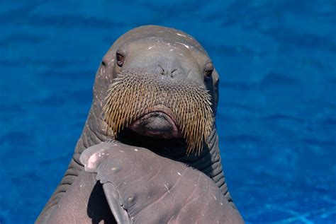 Walrus | Clapping Walrus | WRF Photo | Flickr