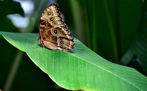 Morpho Butterfly at Victoria Butterfly Gardens near Victoria, Canada ...