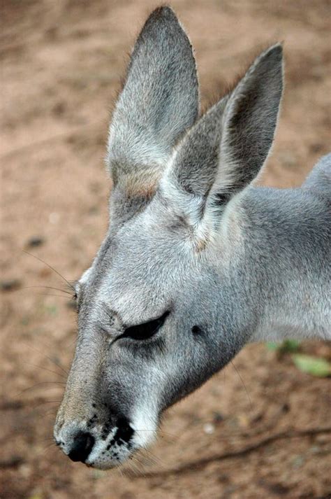 Grey Kangaroo stock photo. Image of australian, grey - 59049644