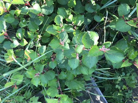 How To Identify Japanese Knotweed: Identification Guide