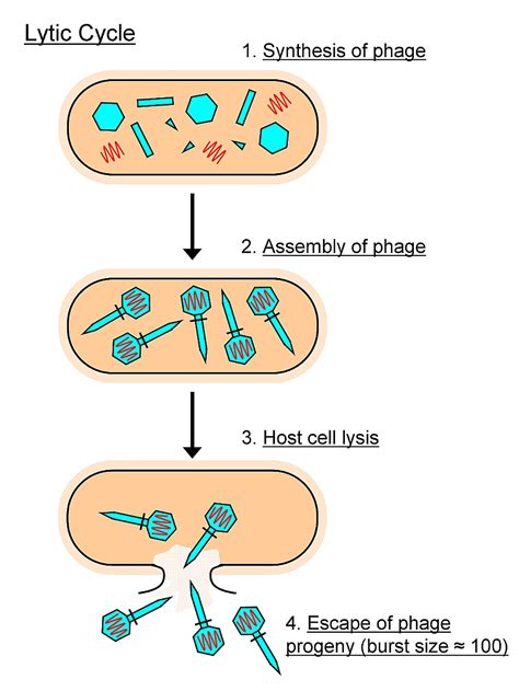 More Bacteriophages