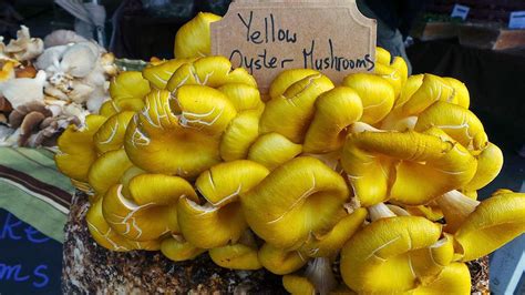 9 Edible Mushrooms That Grow On Wood (And You Can Grow At Home) – Bountiful Gardener