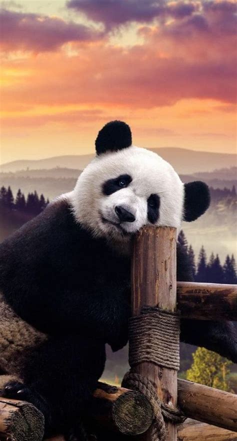 Top 35 Panda Wallpapers [ 4k + HD ]