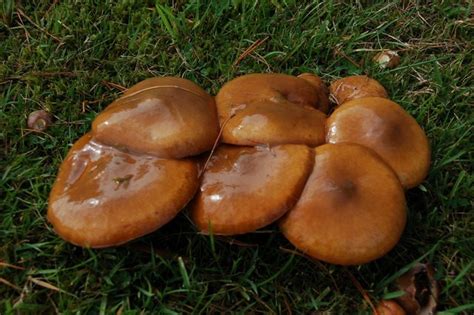 #160: Suillus luteus, the Slippery Jack – Fungus Fact Friday