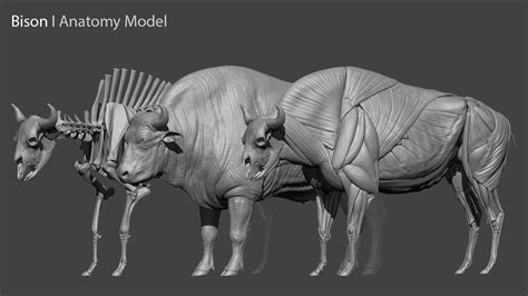 ArtStation - Bison 3D Anatomy - Skin ; Muscles ; Bones - 3D model ...