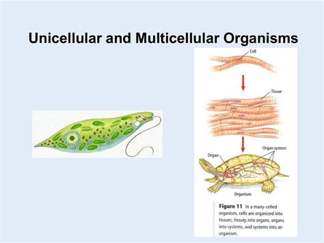 Unicellular Examples