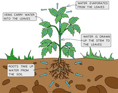 CIE A Level Biology复习笔记7.2.2 Transpiration in Plants-翰林国际教育