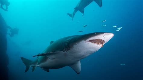 Endangered grey nurse shark population slowly increasing on Australia's east coast - ABC News