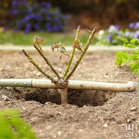 placing rose bush at proper depth in ground Flowering Shrubs, Evergreen Shrubs, Pink And Blue ...