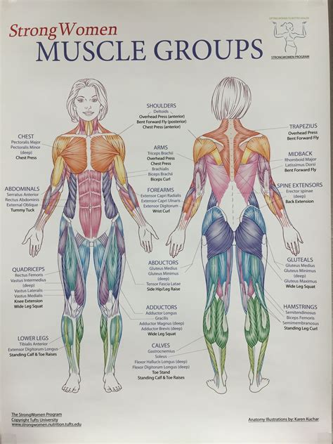 Pin by Laura Cundy Anderson on Workouts & Fitness | Body muscle anatomy ...