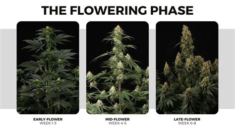 Mastering The Flowering Stage - Paradise Seeds