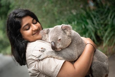 Can You Hug A Koala In Sydney